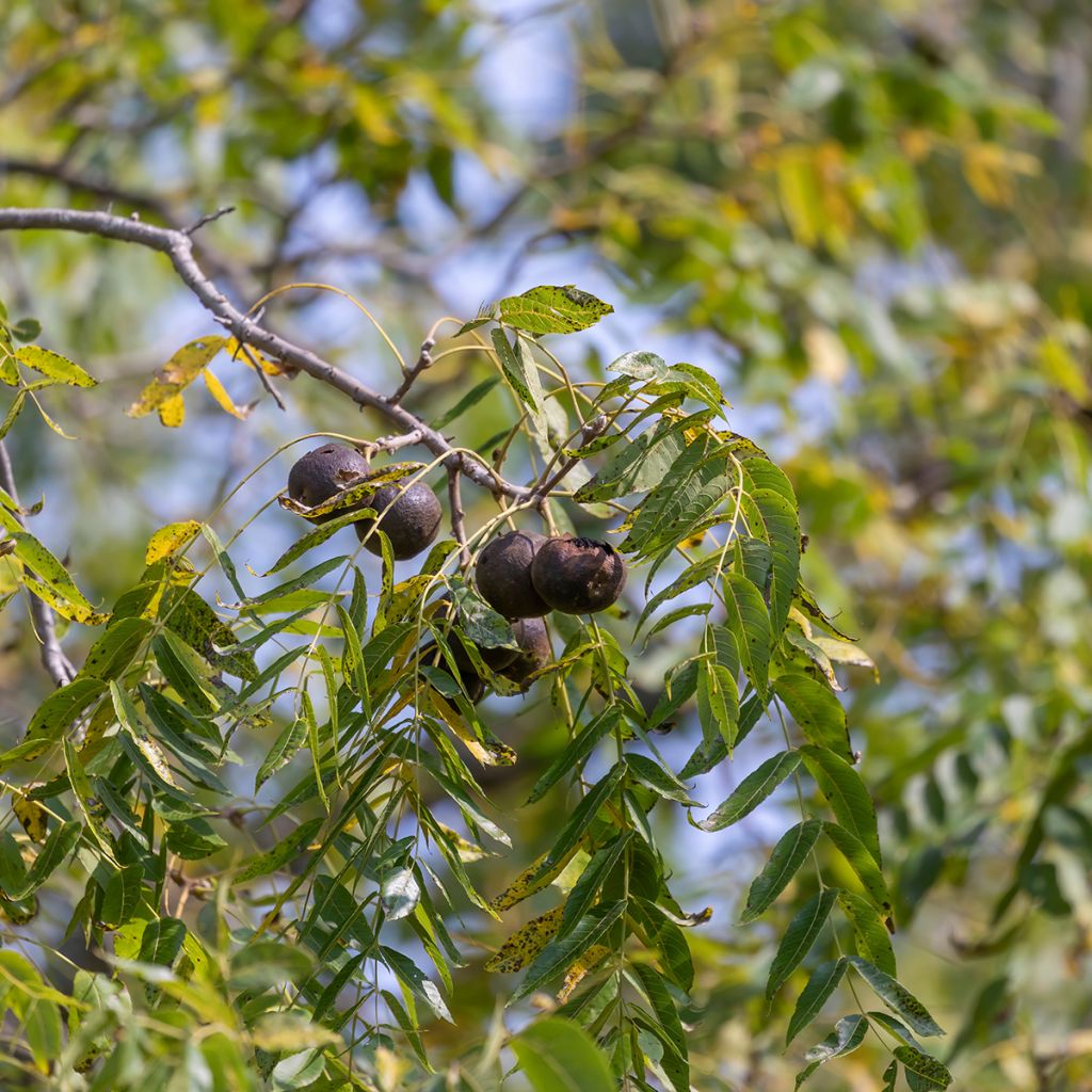 Juglans nigra - Zwarte walnoot