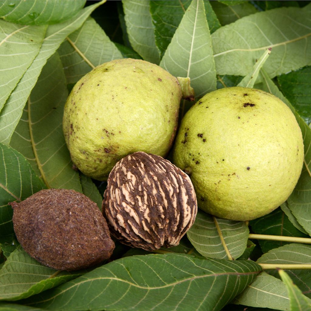 Juglans nigra - Zwarte walnoot