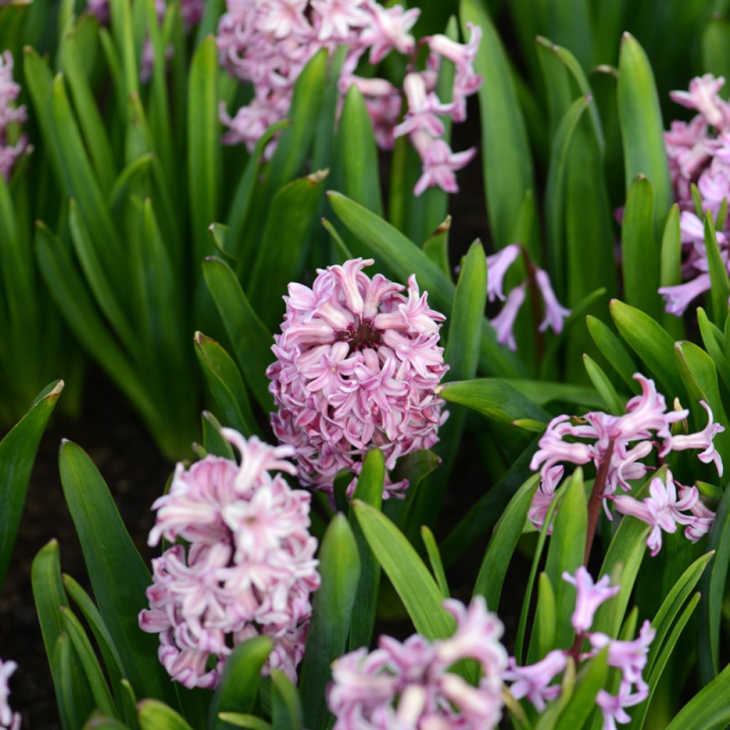 Hyacint Anna Liza - Hyacinthus orientalis