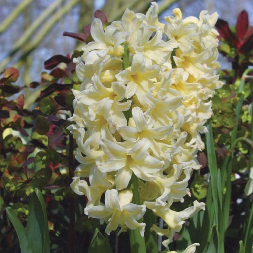 Hyacint City of Harleem - Hyacinthus orientalis