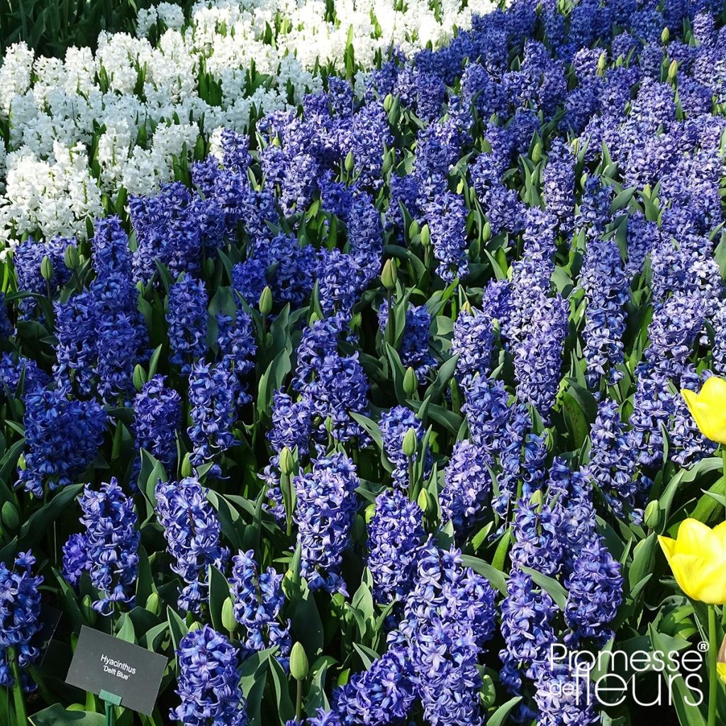 Hyacint Delft Blue - Hyacinthus orientalis