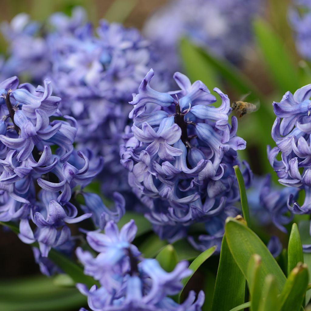 Hyacint Delft Blue - Hyacinthus orientalis