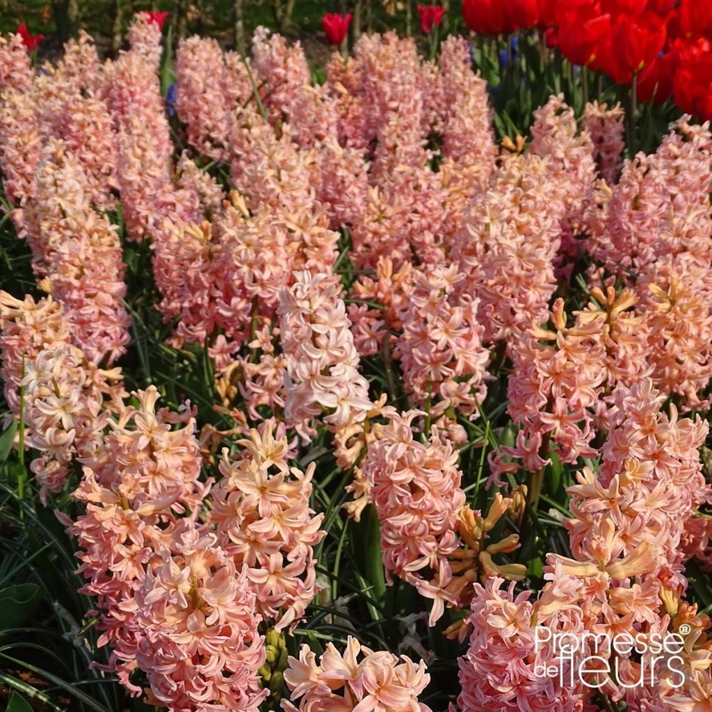 Hyacint Gipsy Queen - Hyacinthus