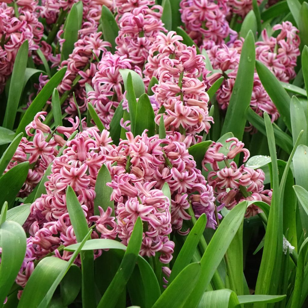 Hyacint Anna Liza - Hyacinthus orientalis