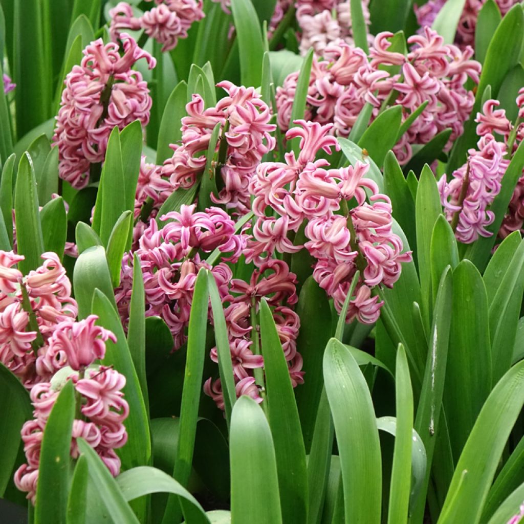 Hyacint Anna Liza - Hyacinthus orientalis