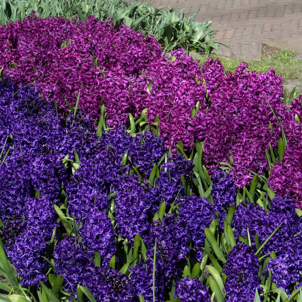 Hyacint Purple Sensation - Hyacinthus orientalis