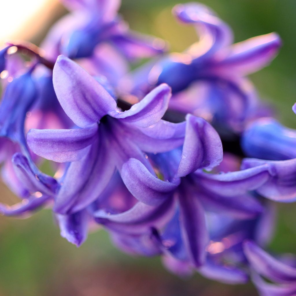 Hyacint Sky Jacket - Hyacinthus orientalis