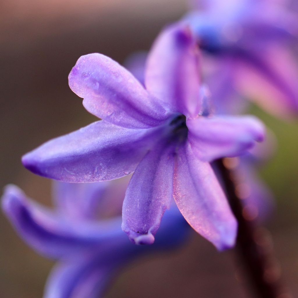 Hyacint Sky Jacket - Hyacinthus orientalis