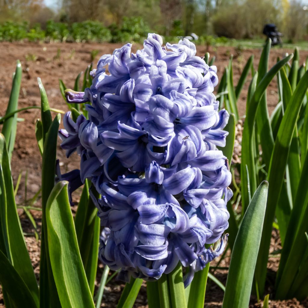 Hyacint Sky Jacket - Hyacinthus orientalis