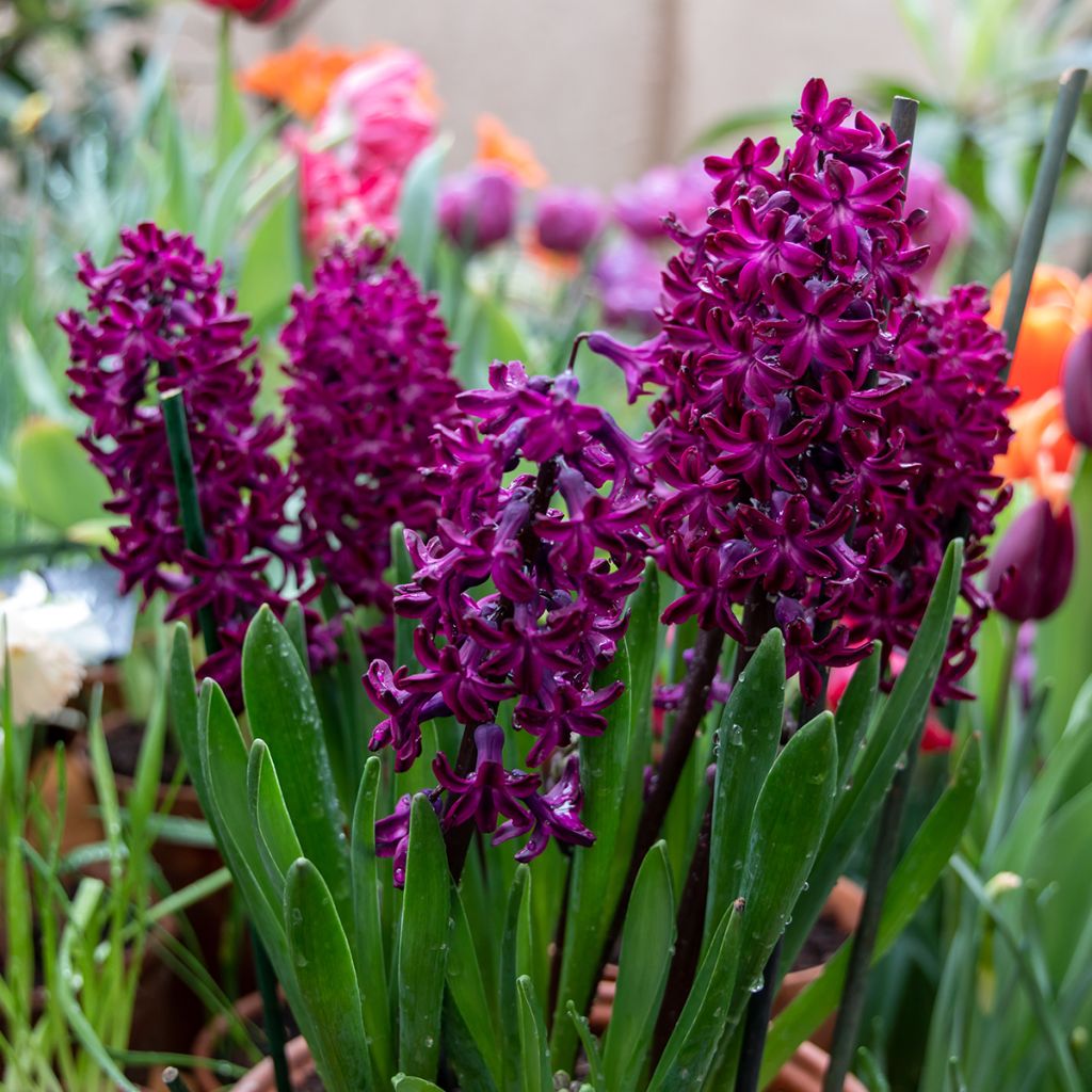 Hyacint Woodstock - Hyacinthus orientalis