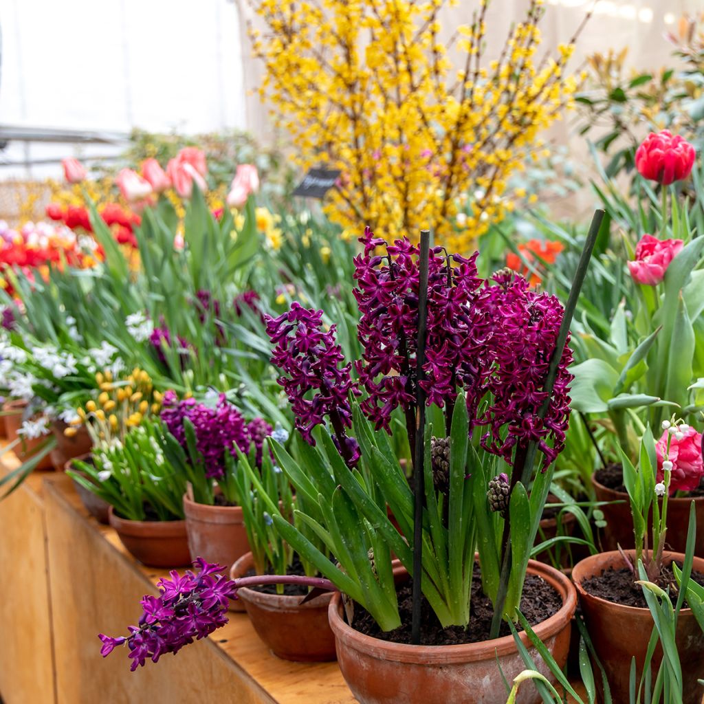 Hyacint Woodstock - Hyacinthus orientalis