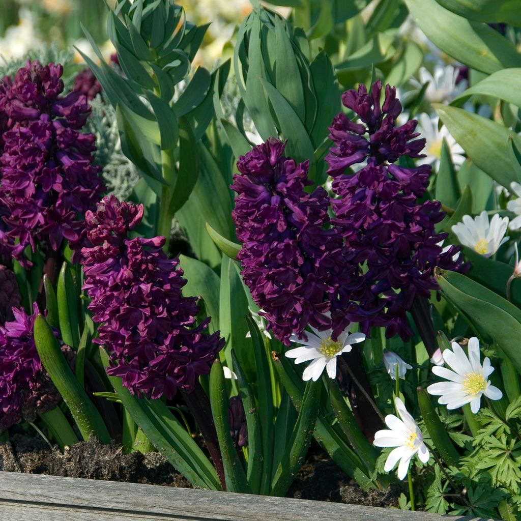 Hyacint Woodstock - Hyacinthus orientalis