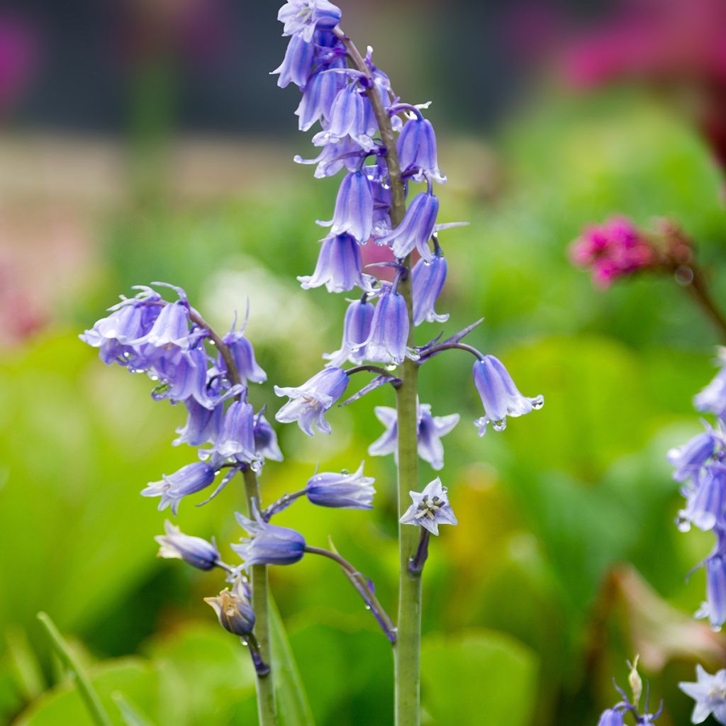 Spaanse hyacint - Hyacinthoides hispanica