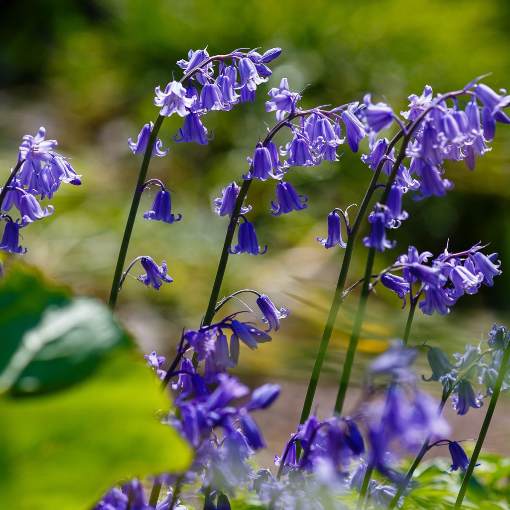 Spaanse hyacint - Hyacinthoides hispanica