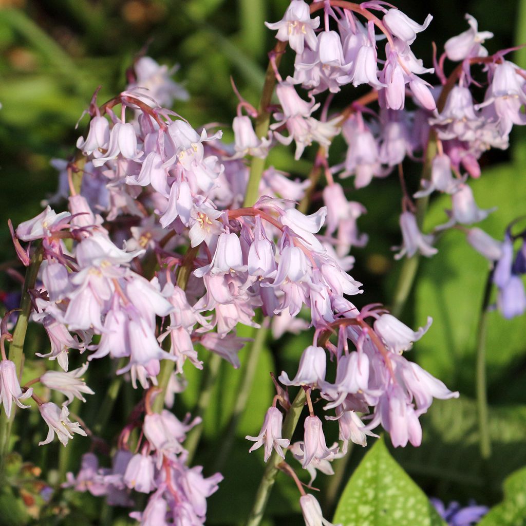 Spaanse hyacint Rose Queen - Hyacinthoides hispanica