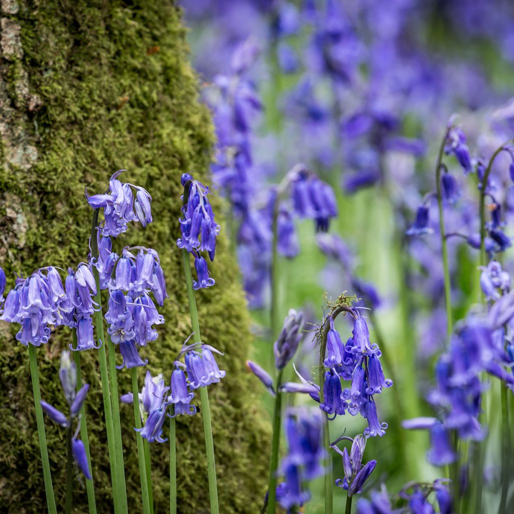 Boshyacint - Hyacinthoides non scripta