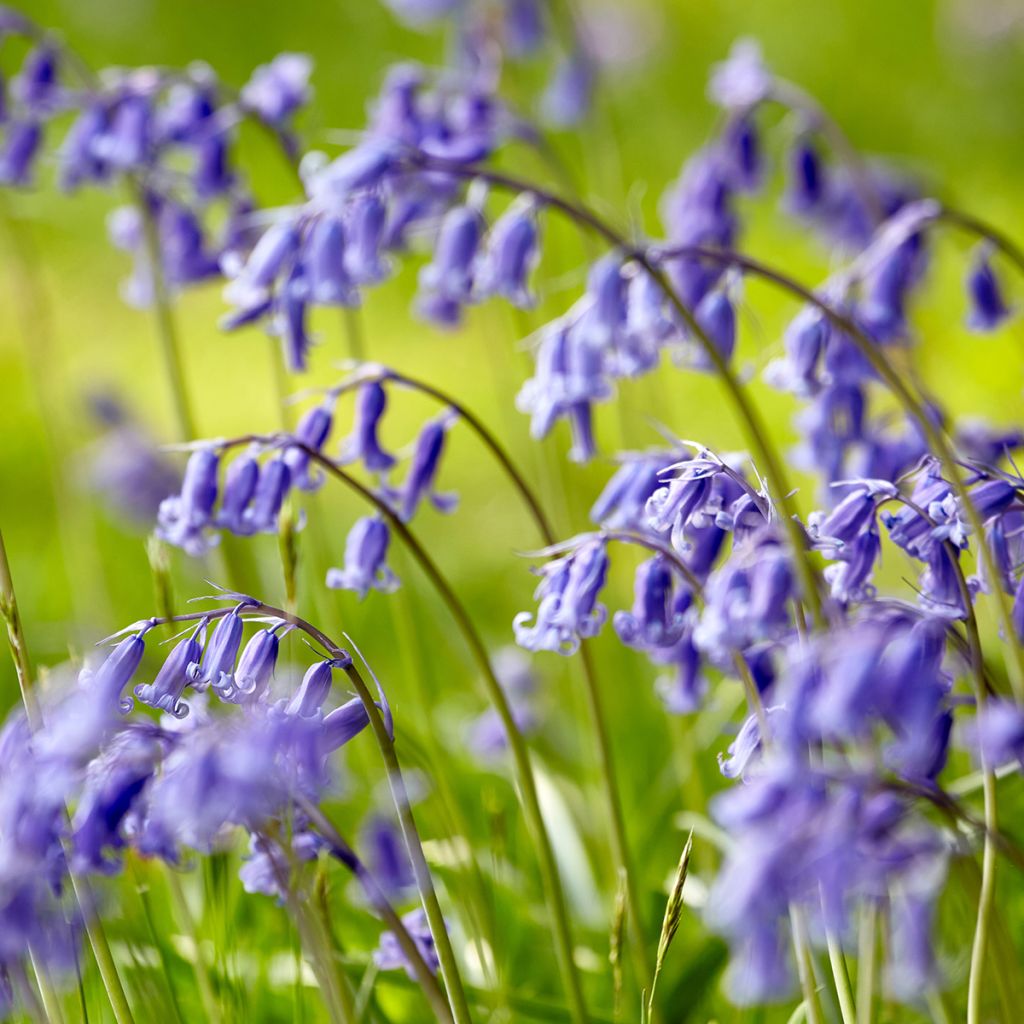 Boshyacint - Hyacinthoides non scripta