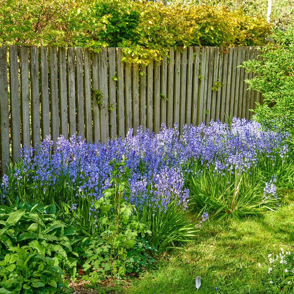 Boshyacint - Hyacinthoides non scripta