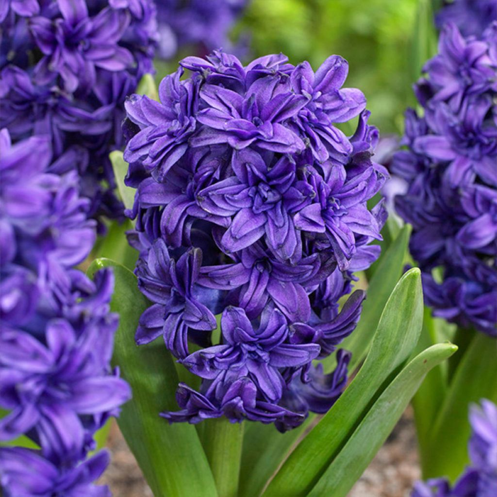 Hyacint  Dubbel Twin Pearl - Hyacinthus orientalis