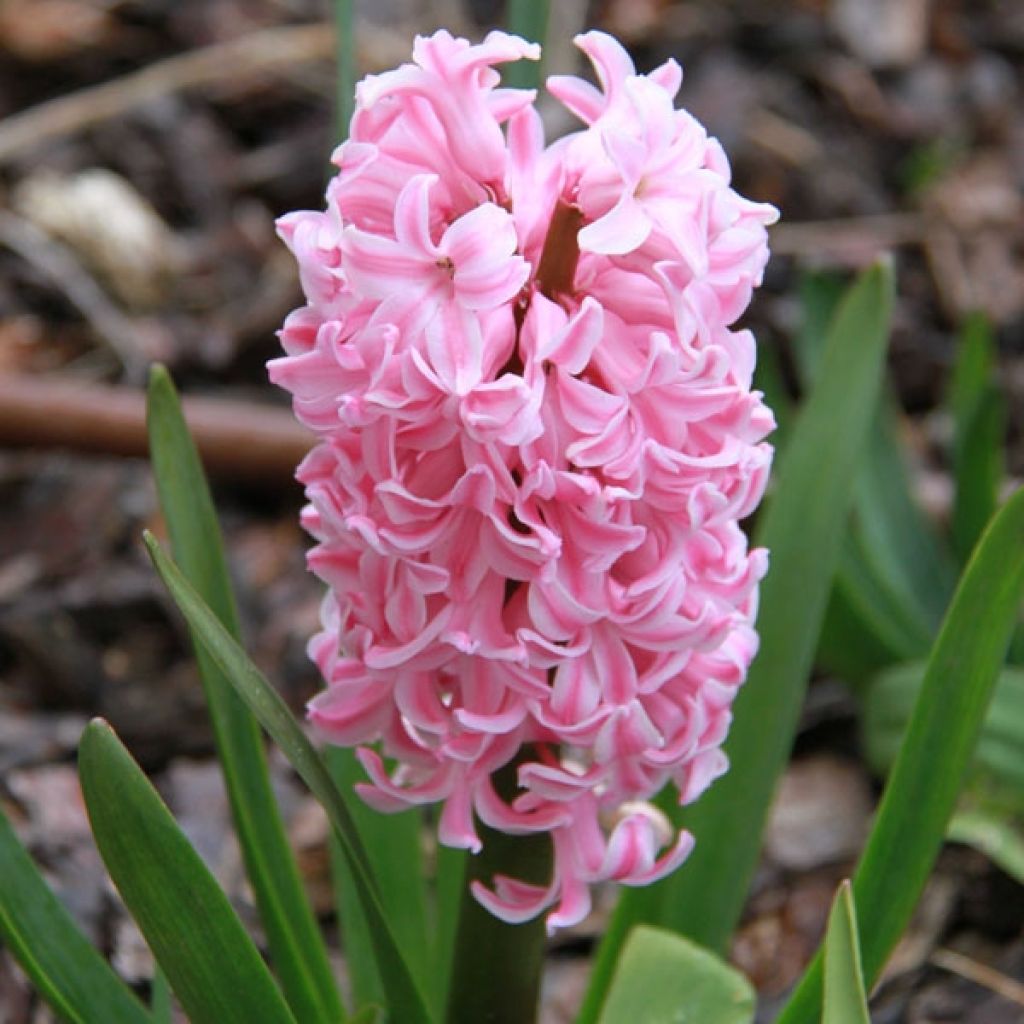 Hyacint Fondant - Hyacinthus orientalis