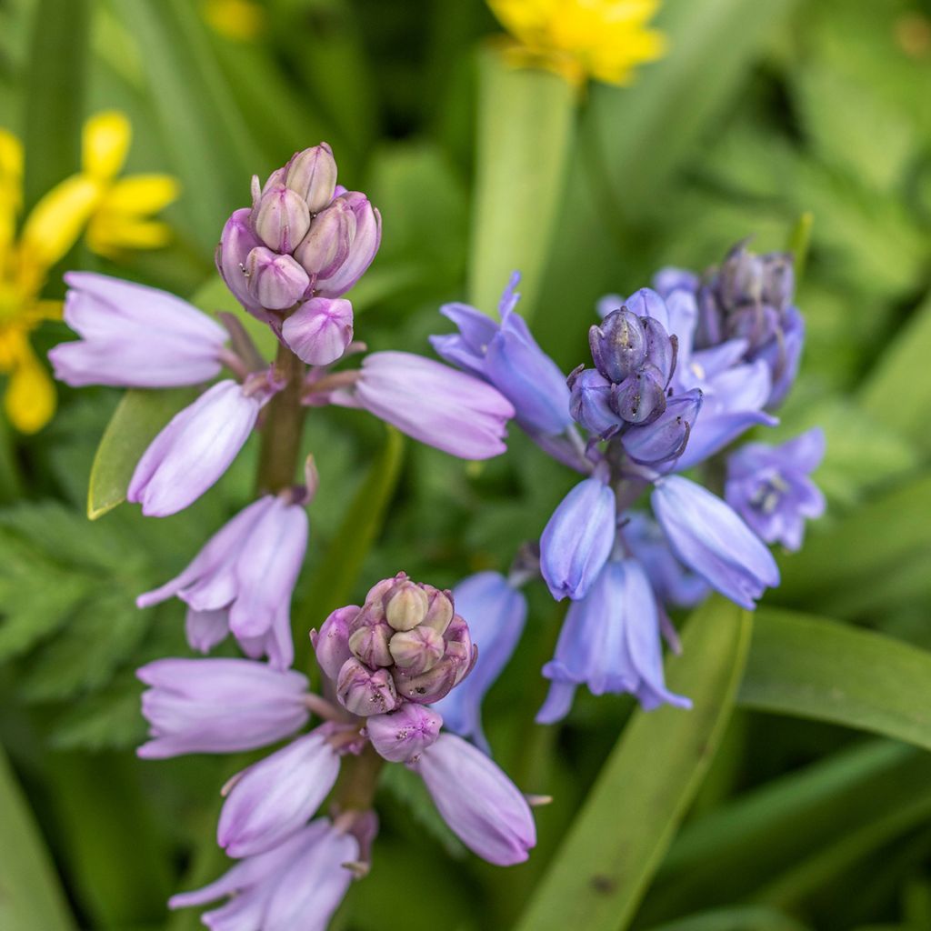 Spaanse hyacint Mix - Hyacinthoides hispanica