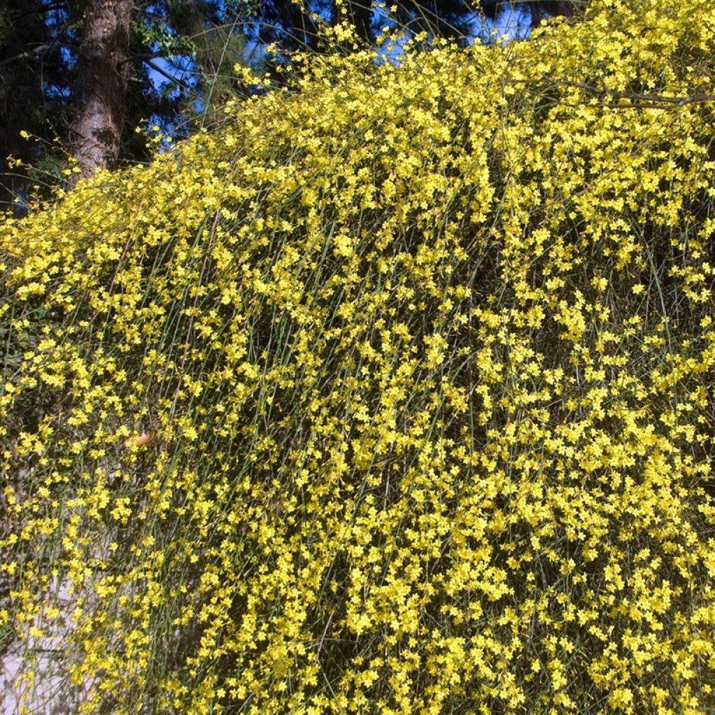Jasminum nudiflorum - Winterjasmijn