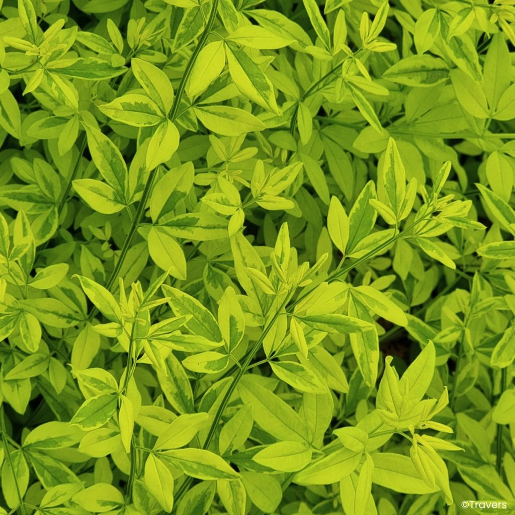 Jasminum mesnyi Goldtouch - Roze jasmijn