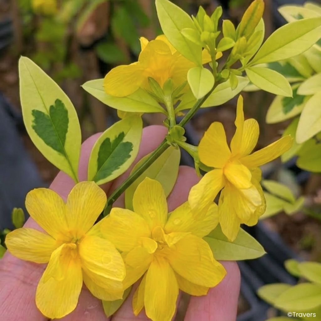 Jasminum mesnyi Goldtouch - Roze jasmijn