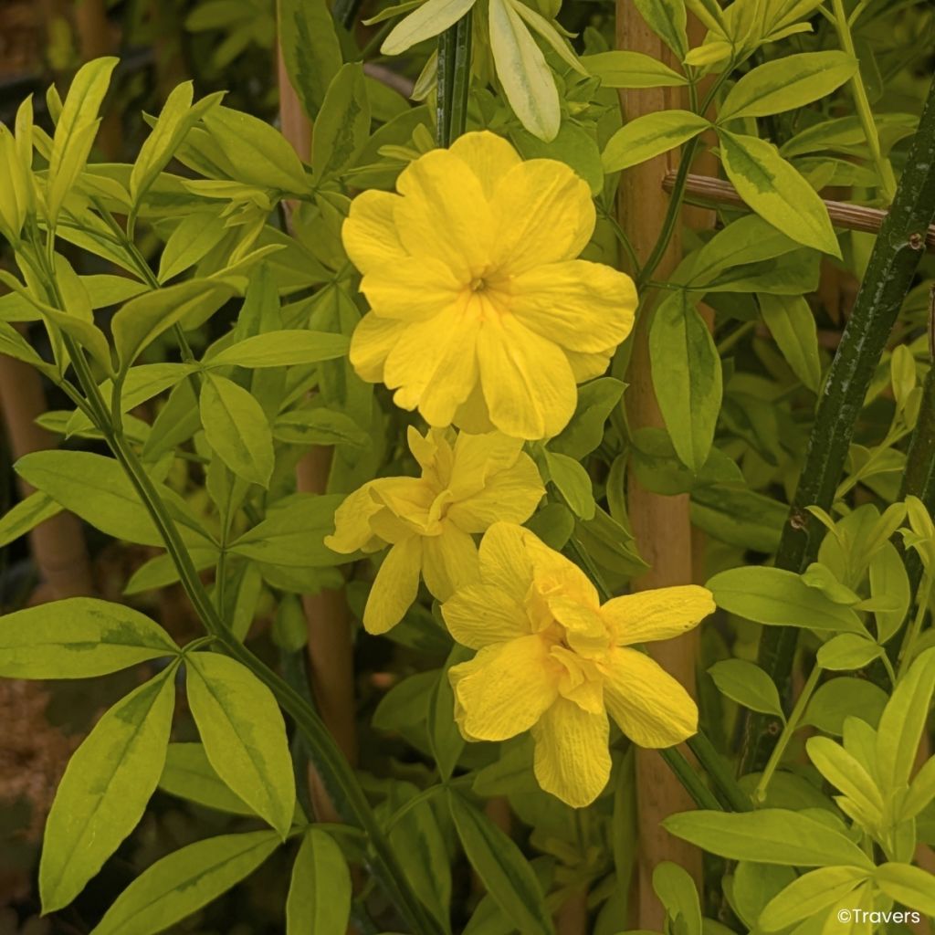 Jasminum mesnyi Goldtouch - Roze jasmijn
