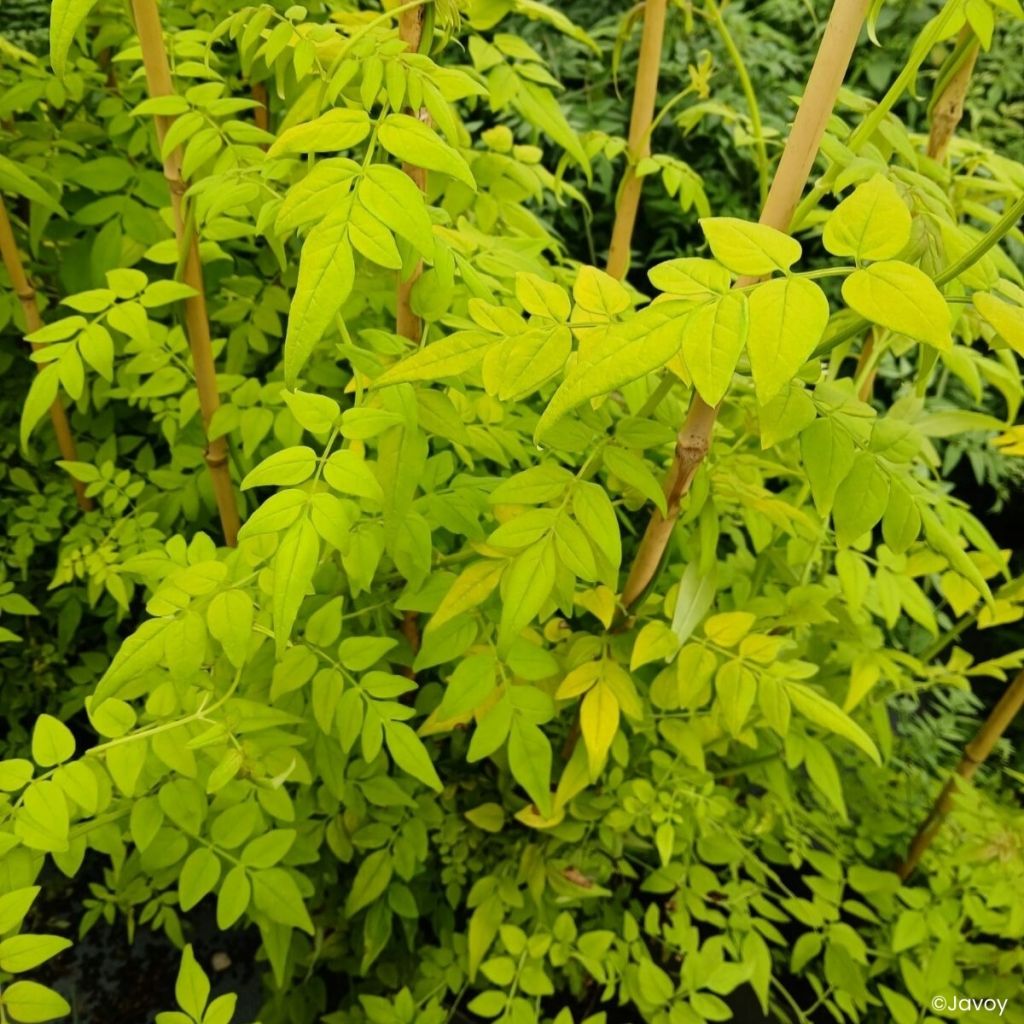 Jasmijn Sunbeam - Jasminum officinale