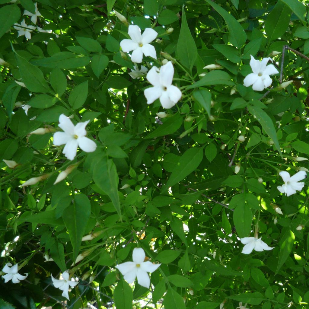 Jasminum officinale - Jasmijn