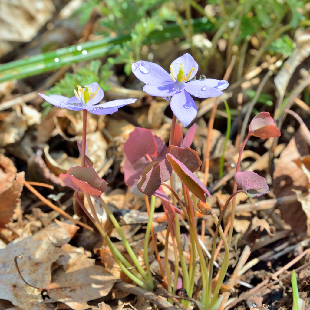 Jeffersonia dubia - Schildblad