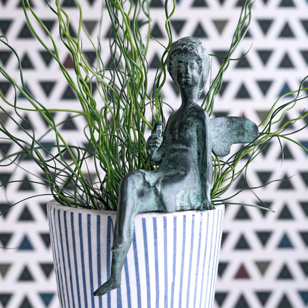 Juncus effusus Spiralis - Krulpitrus