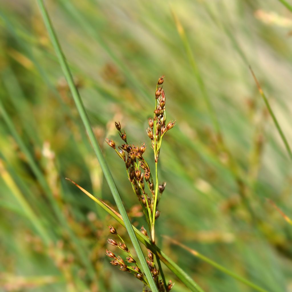 Juncus inflexus - Zeegroene rus