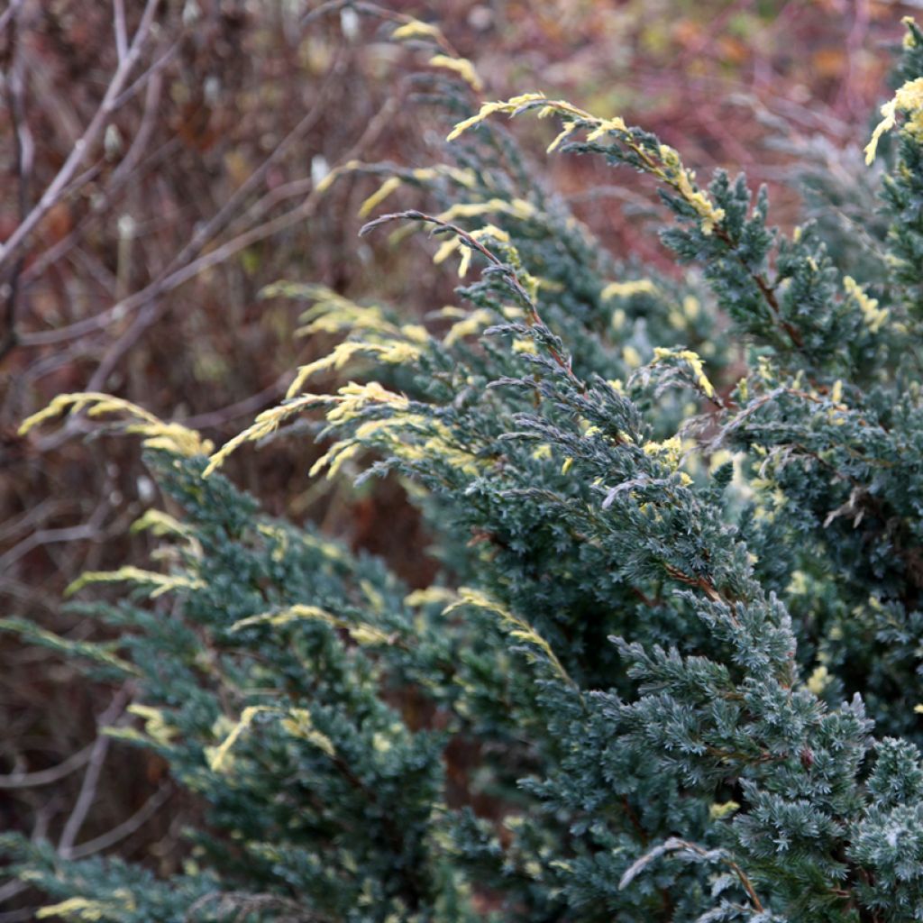 Juniperus squamata Golden Flame - Himalaya jeneverbes