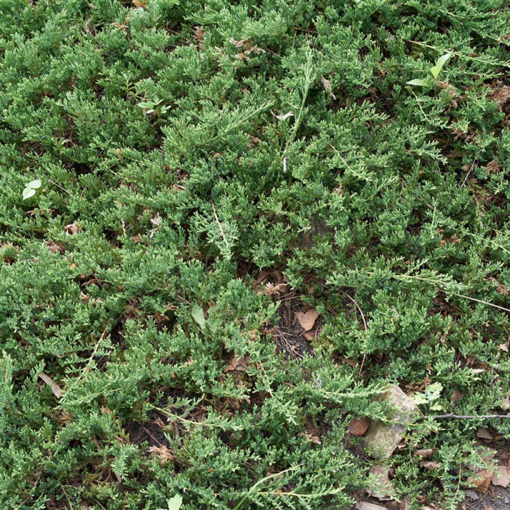 Juniperus horizontalis Prince Of Wales - Kruipende jeneverbes
