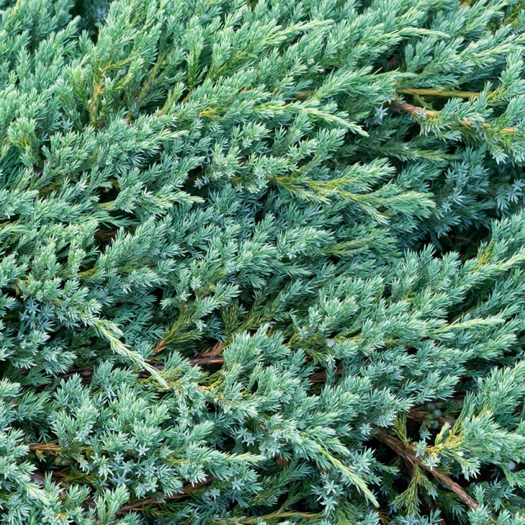 Juniperus squamata Blue Carpet - Himalaya jeneverbes