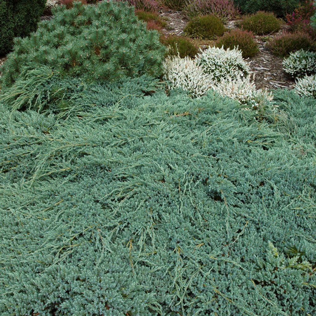 Juniperus squamata Blue Carpet - Himalaya jeneverbes