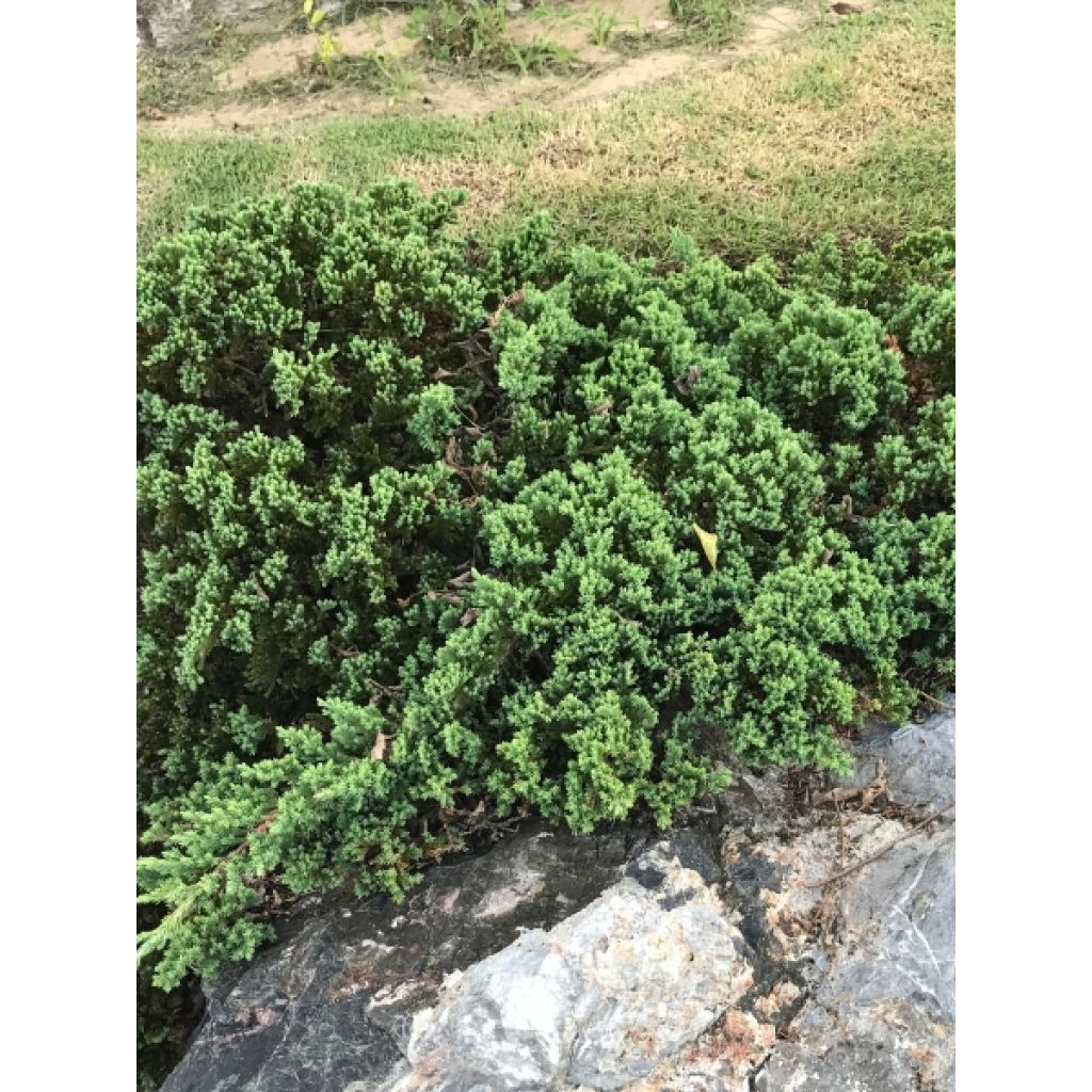 Juniperus horizontalis Wiltonii - Kruipende jeneverbes