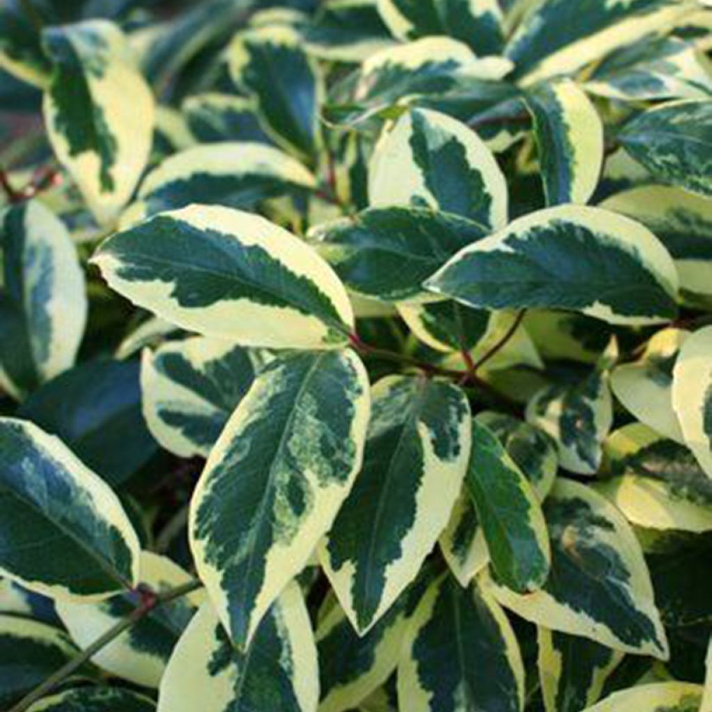 Kadsura japonica Fukurin - Kadsura du Japon