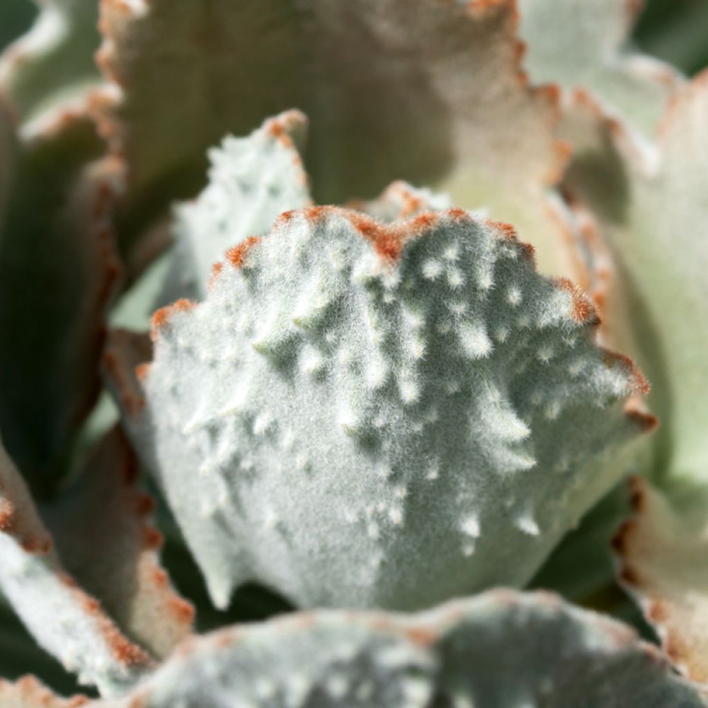 Kalanchoë beharensis Fang - Flambo plant