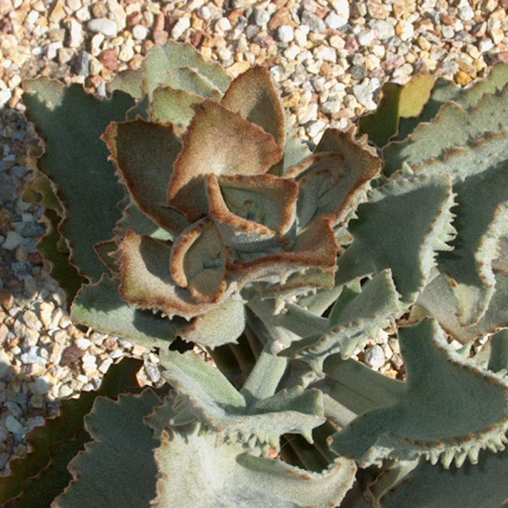 Kalanchoë beharensis Fang - Flambo plant