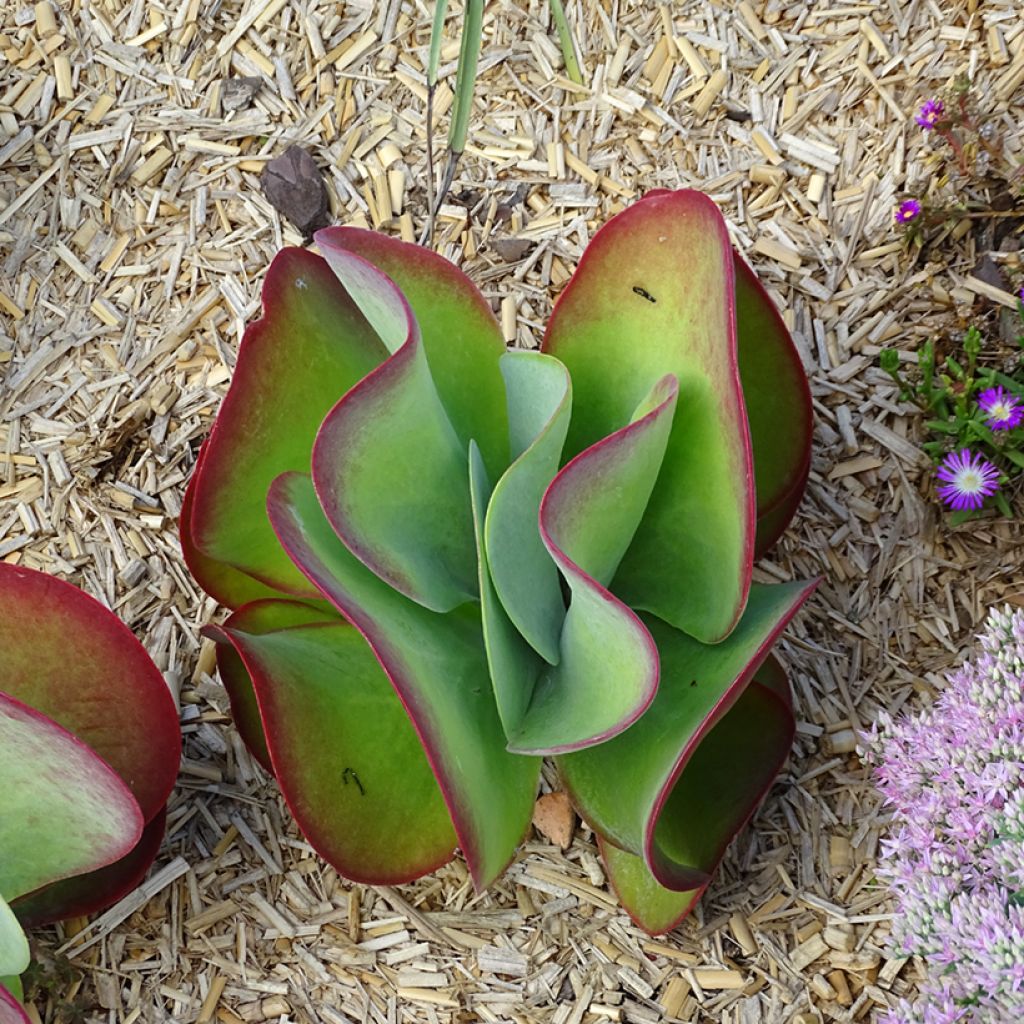Kalanchoe thyrsiflora Bronze Sculpture - Woestijnroos