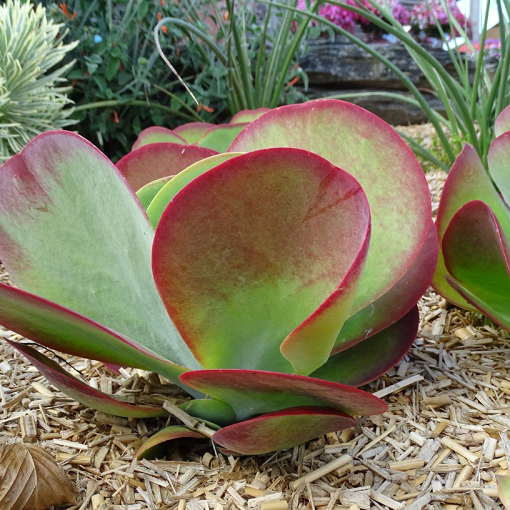 Kalanchoe thyrsiflora Bronze Sculpture - Woestijnroos