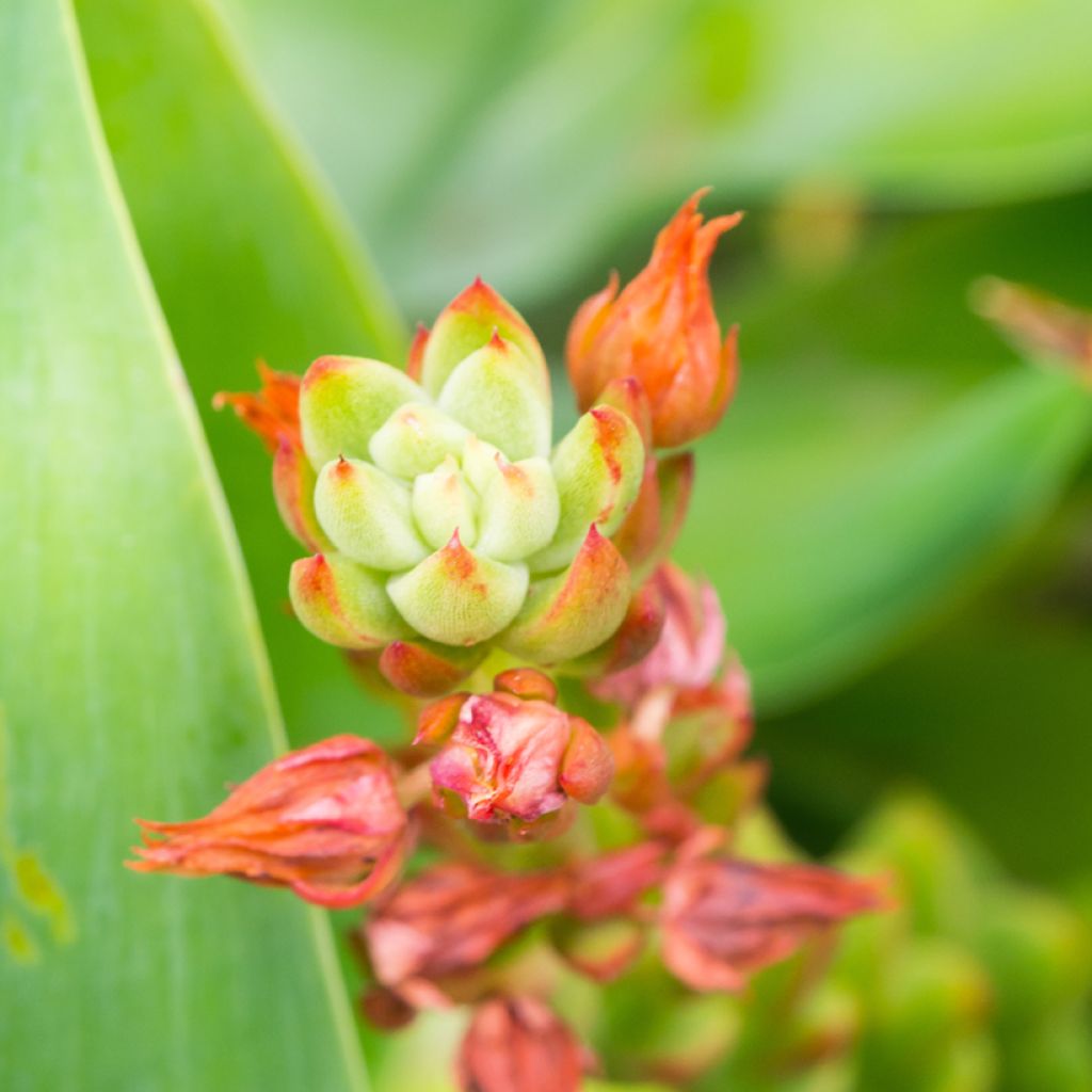 Kalanchoe thyrsiflora - Woestijnroos