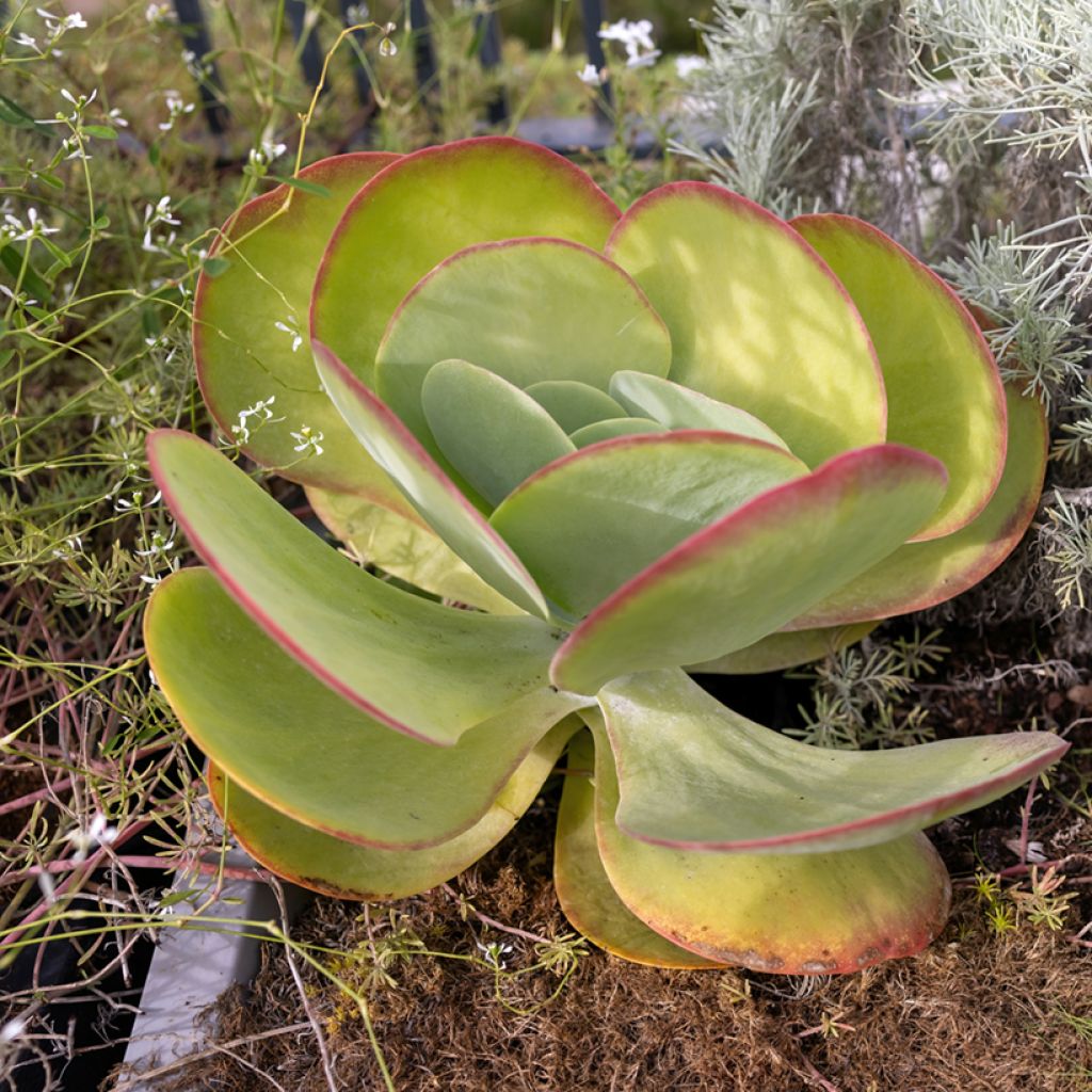 Kalanchoe thyrsiflora - Woestijnroos