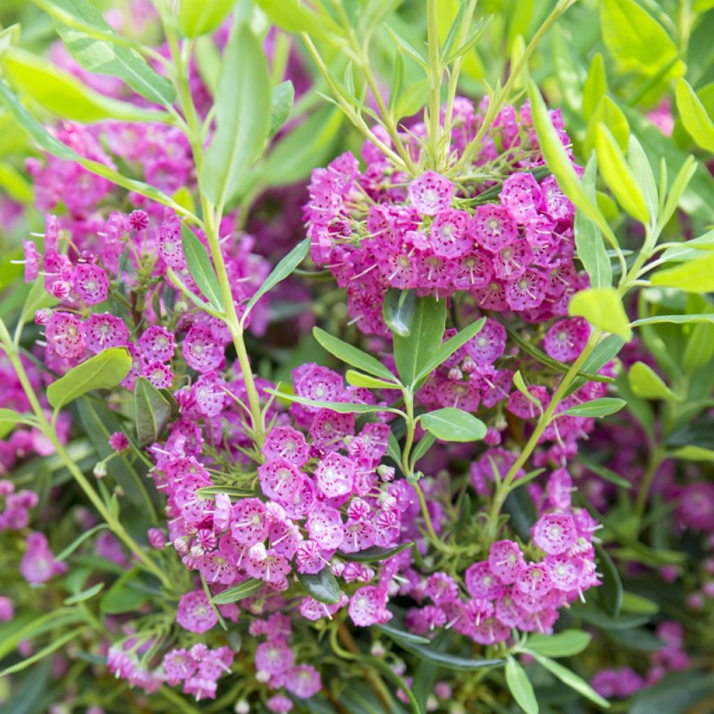 Kalmia angustifolia Rubra - Smalbladige lepelboom