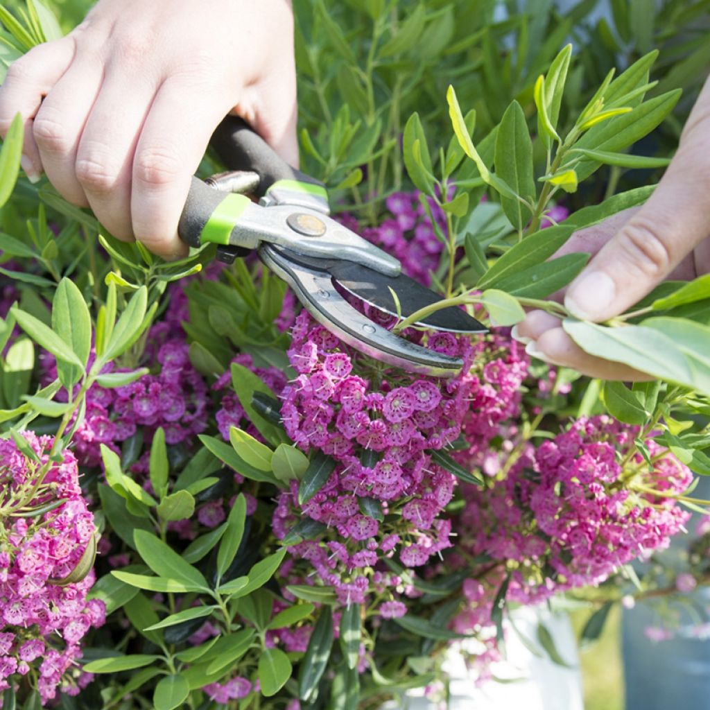 Kalmia angustifolia Rubra - Smalbladige lepelboom