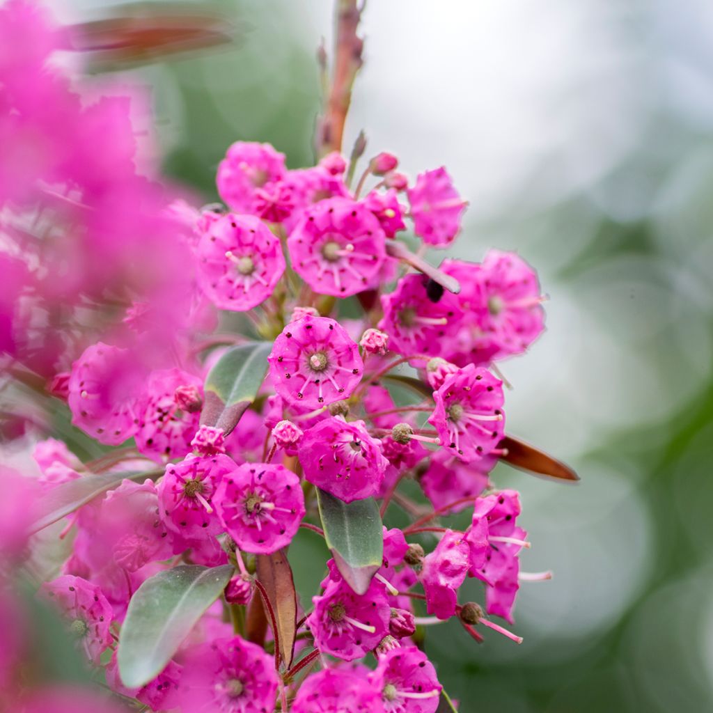 Kalmia angustifolia Rubra - Smalbladige lepelboom