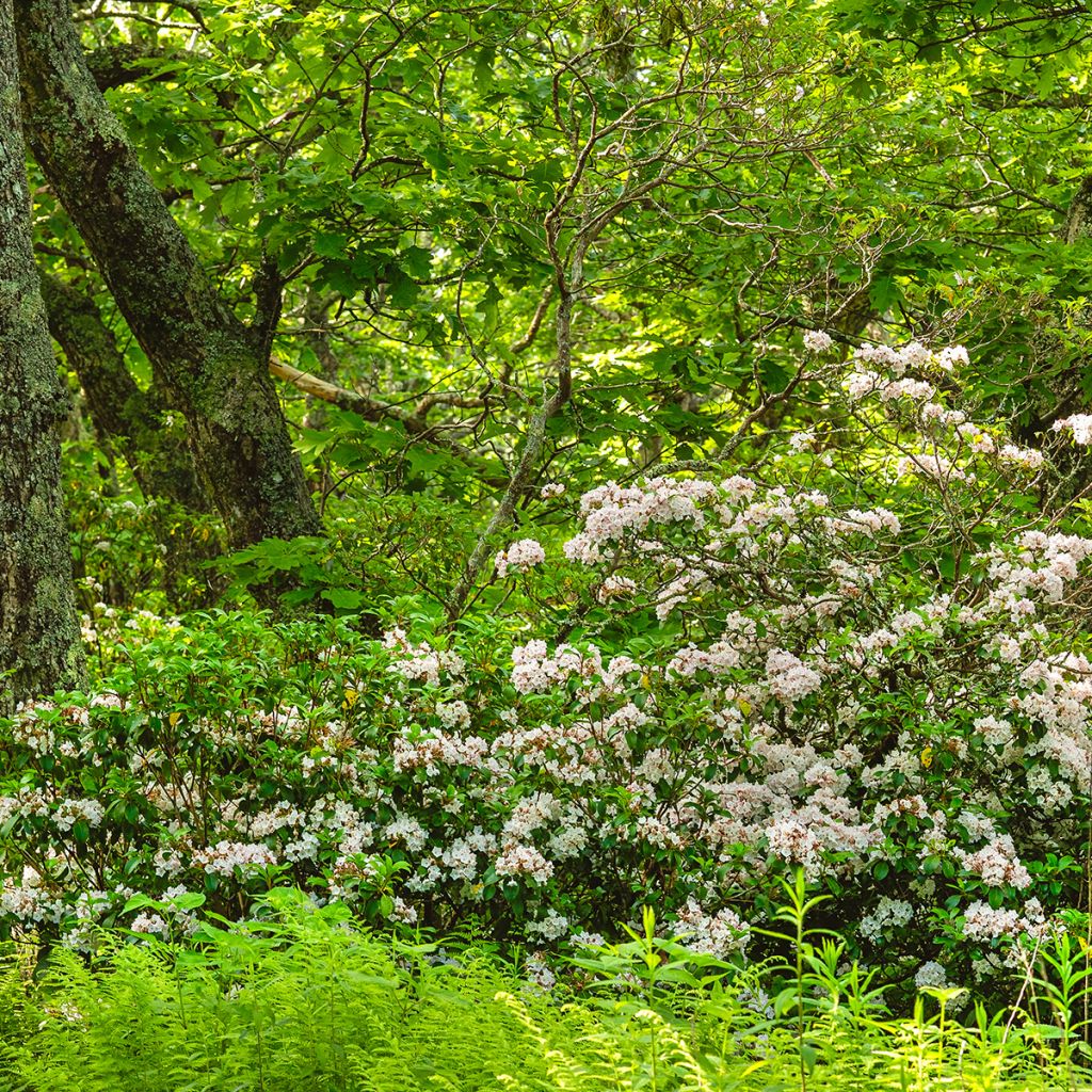 Kalmia latifolia - Lepeltjesboom